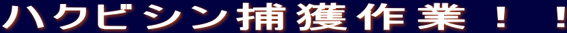 ハクビシン捕獲作業!!