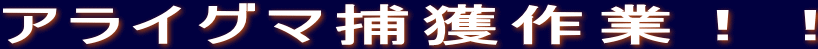 アライグマ捕獲作業!!